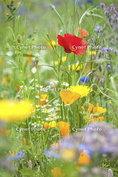 Colorful flower meadow in the park of Ooidonk Castle near Deinze, East Flanders, Belgium [AWL110001574]