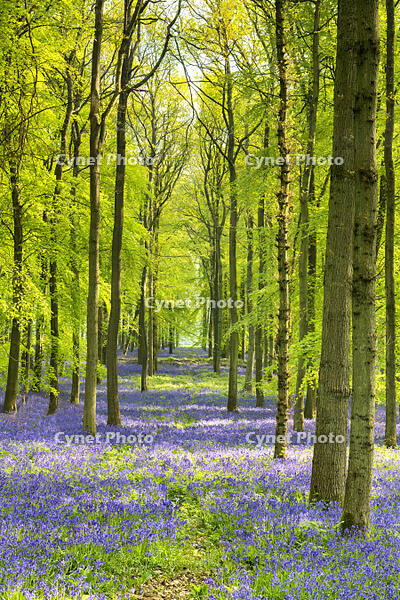 Woodland of Bluebells (Hyacinthoides non-scripta) Hertfordshire, England [AWL110001577]