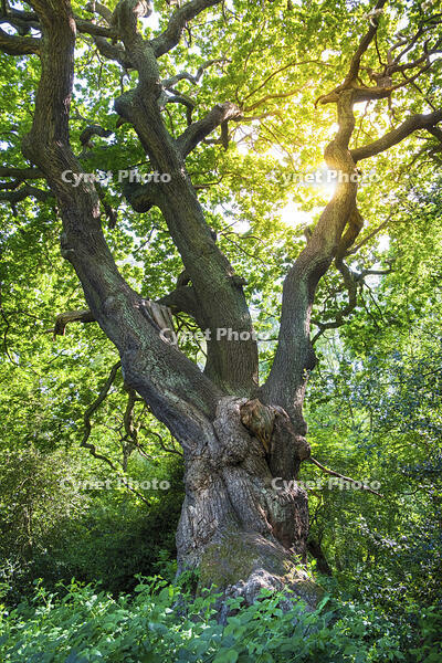 United Kingdom, England, Hampstead Heath. A magnificent English Oak tree (Quercus robur) also known as common oak, pedunculate oak or European oak [AWL110001578]