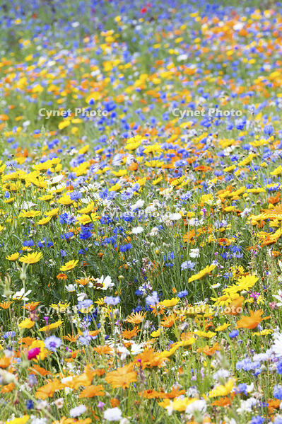 Wildflower meadow, London, England [AWL110001580]