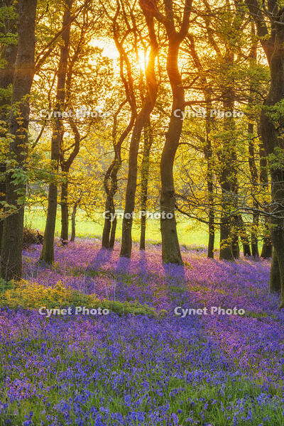 Bluebells (Endymion non-scriptus) in bloom in Oak (Quercus robur) woodland near Blandford Forum, Dorset, England, UK, April 2025 [AWL110001581]