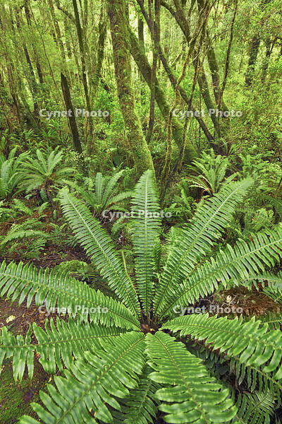 Fern in rainforest - New Zealand, South Island, Southland, Fiordland, Cleddau River, The Chasm, Southern Alps, Fiordland National Park [AWL110001582]