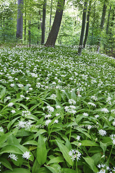 Bear garlic in beech forest - Germany, Lower Saxony, Gottingen - Gottinger Stadtwald [AWL110001584]