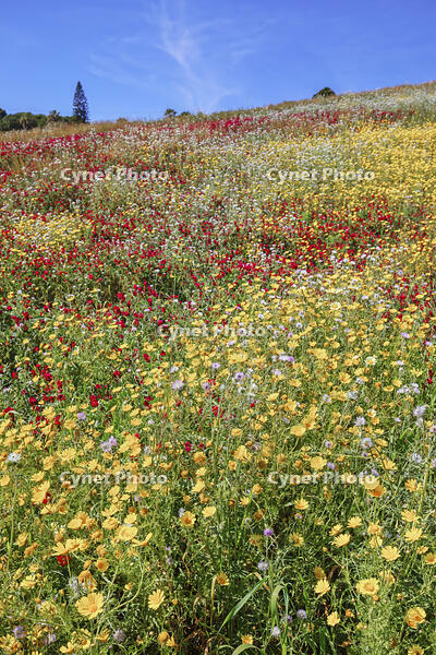 Wild flowers blooming, Agrigento, Sicily, Italy [AWL110001585]
