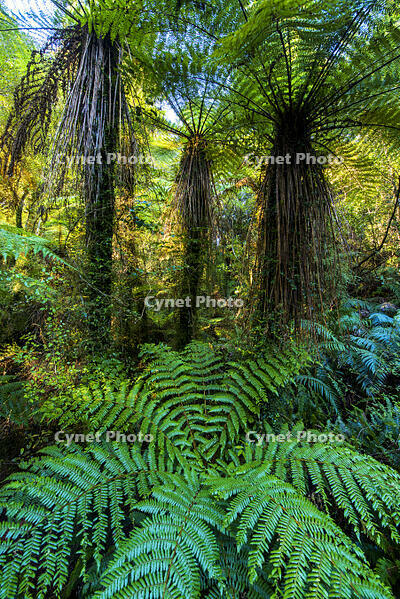 Tree Ferns (Dicksonia squarrosa), New Zealand [AWL110001587]