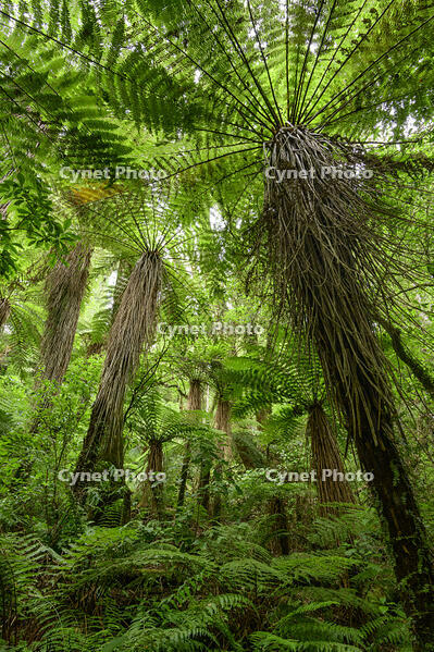 Oceania, New Zealand, Aotearoa, North Island, Tongariro National Park, rain forest, [AWL110001588]