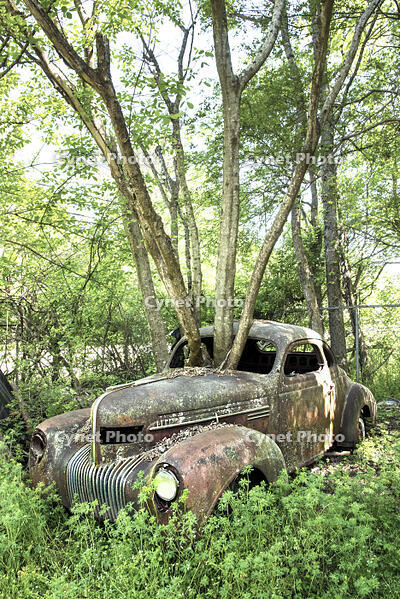 USA, White, Georgia, Old Car City USA, Classic Car & Truck Collection, Junkyard, Museum [AWL110001590]
