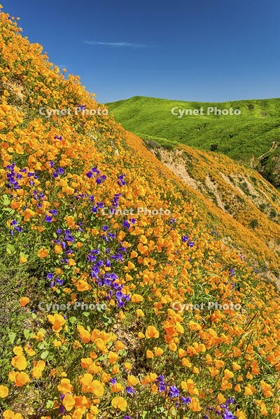 California Poppies Blooming in Chino Hills State Park, Los Angeles, California, USA [AWL110001591]