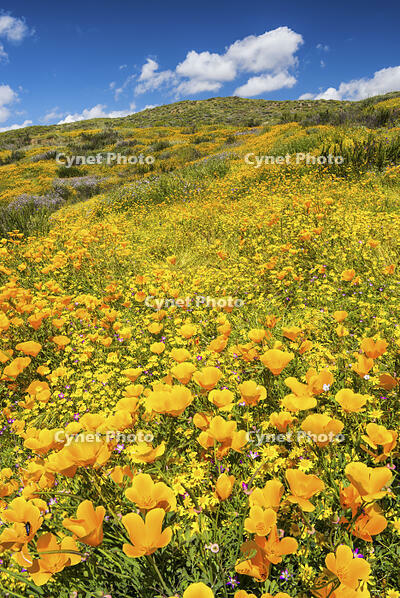 Blooming Carpets of Wildflowers, Diamond Valley Lake, Hemet, California, USA [AWL110001592]