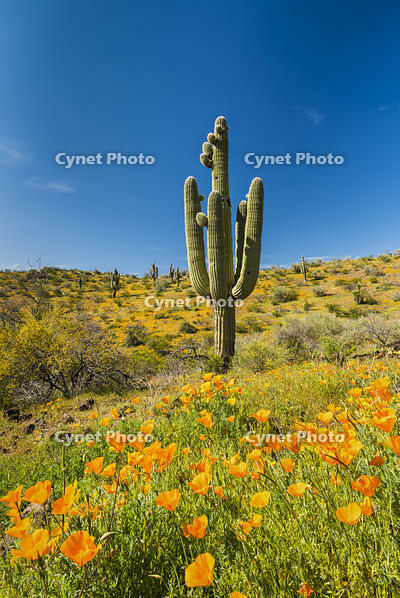 Saguaro Cactus & Poppies, Peridot, Arizona, USA [AWL110001593]
