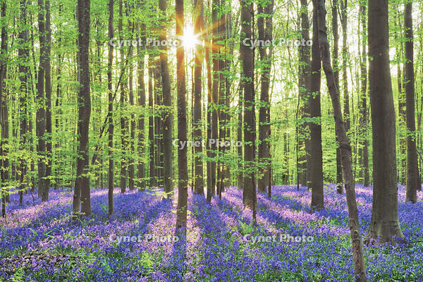 Beech forest with bluebells - Belgium, Flanders, Halle, Hallerbos [AWL110001594]