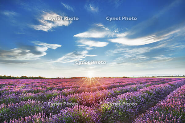 Lavender field  - France, Provence-Alpes-Cote d'Azur, Alpes de Haute Provence, Forcalquier, Valensole, Valensole - Allemagne - Provence, Plateau de Valensole [AWL110001595]