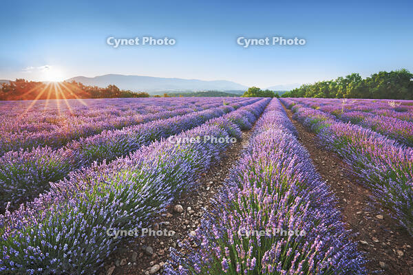 Lavender field  - France, Provence-Alpes-Cote d'Azur, Alpes de Haute Provence, Forcalquier, Valensole, Saint Jurs - Provence, Plateau de Valensole [AWL110001596]