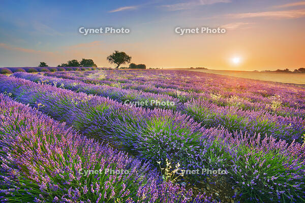 Lavender field  - France, Provence-Alpes-Cote d'Azur, Alpes de Haute Provence, Forcalquier, Valensole, Valensole - Provence, Plateau de Valensole [AWL110001597]
