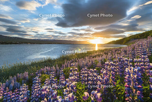 Akureyri, Northern Iceland. Fields of lupins and midnight sun. [AWL110001598]