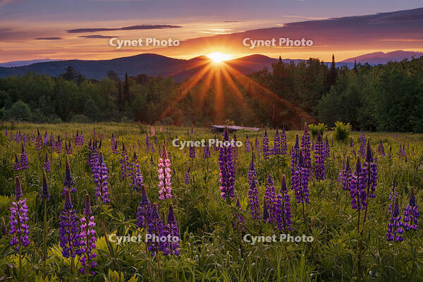 Sunrise over lupine field, Sugar Hill, White Mountain National Forest, New Hampshire, USA [AWL110001599]