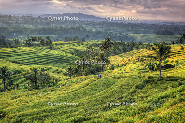 Indonesia, Bali, Jatiluwih Rice Terraces [AWL110001678]