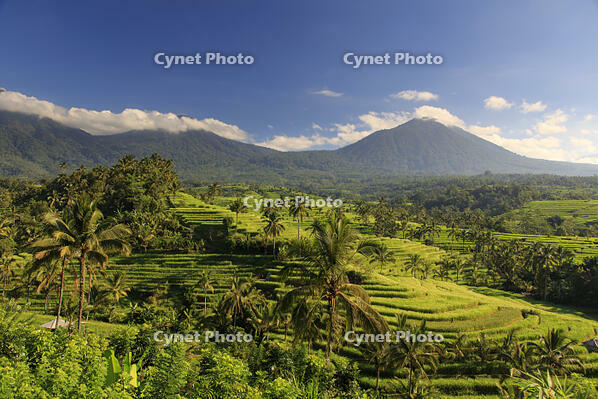 Indonesia, Bali, Central Mountains, Jatiluwih Rice Fields (UNESCO Site) with Mt. Pohen in the background [AWL110001679]