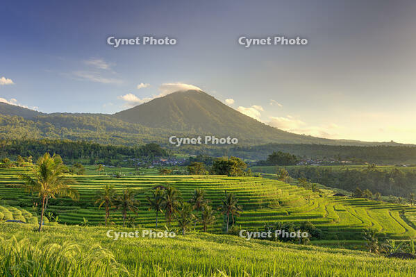 Indonesia, Bali, Central Mountains, Jatiluwih Rice Fields (UNESCO Site) with Mt. Pohen in the background [AWL110001681]