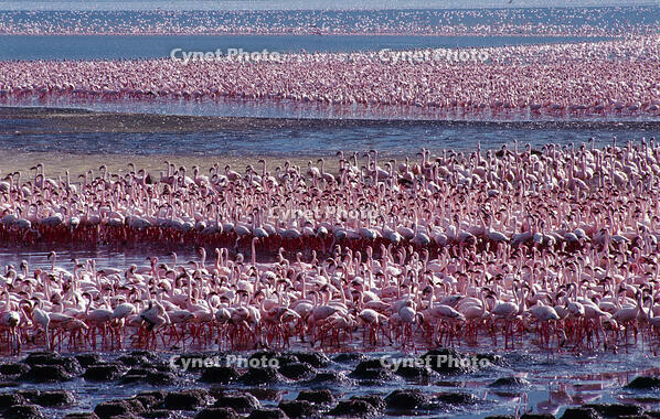 Tens of thousands of lesser flamingos (Phoeniconaias minor) line the shores of Lake Bogoria, feeding on blue-green algae (Spirulina platensis) that grows profusely in its warm alkaline waters. [AWL110001685]