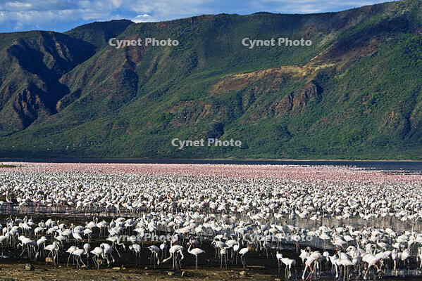 Kenya, Kabarnet, Lake Bogoria. Large concentrations of lesser flamingo feed on algae at Lake Bogoria, an alkaline lake in Africa's Great Rift Valley. [AWL110001686]
