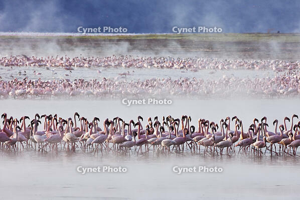 Kenya. Lesser flamingos feeding on algae among the hot springs of Lake Bogoria, an alkaline lake in the Great Rift Valley [AWL110001688]
