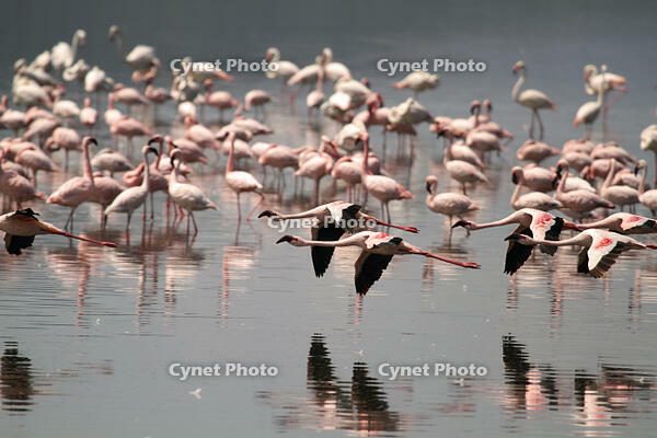 Lesser flamingos at Lake Nakuru, Kenya. [AWL110001689]