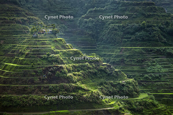 Asia, South East Asia, Philippines, Cordilleras, Banaue; UNESCO World heritage listed Ifugao rice terraces near Banaue [AWL110001702]