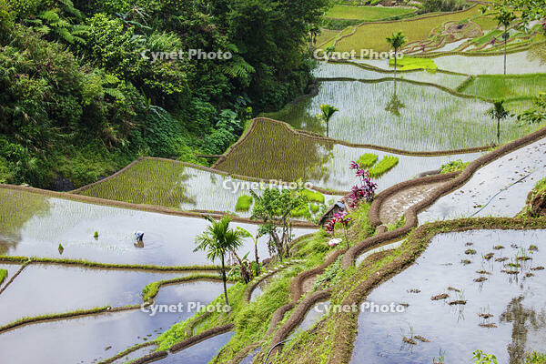 Asia, South East Asia, Philippines, Cordilleras, Banaue; a local farmer working in the UNESCO World heritage listed Ifugao rice terraces near Banaue [AWL110001704]