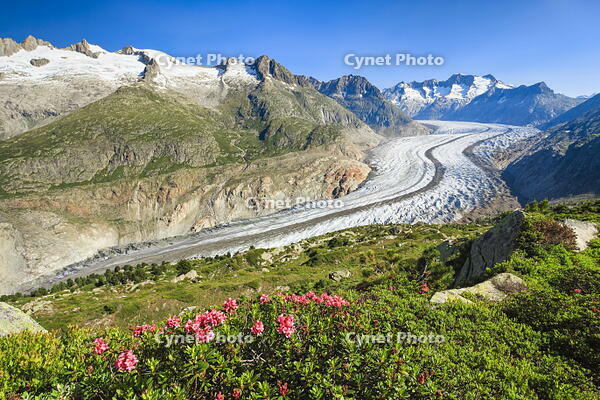 Aletsch glacier and Wannenhorner, Canton of Valais, Switzerland [AWL110001718]