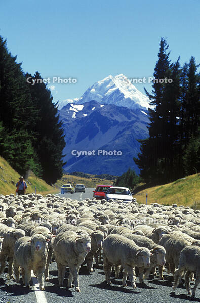 New Zealand, South Island, Mount Cook 3,755m (12315ft) highest mountain in New Zealand with a flock sheep being driven up the road [AWL110001766]