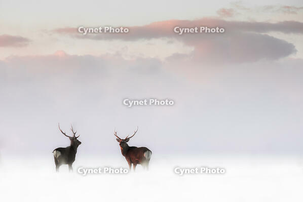 Sika deer, Notsuke peninsula, Shibetsu, eastern hokkaido [AWL110001770]