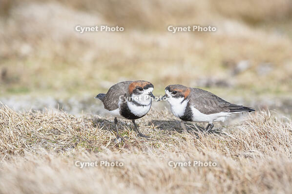 Two-banded Plover (Charadrius falklandicus) pair, Sea Lion Island, Falkland Islands, [AWL110001771]