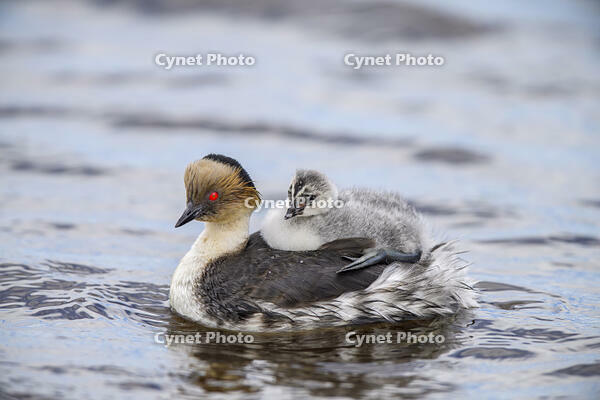 Silvery grebe (Podiceps occipitalis) Young riding the back of an adult, Sea Lion Island, East Falkland, Falkland Islands [AWL110001772]