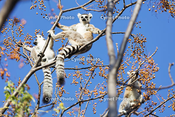 Africa, central Madagascar, Ambalavao, Anja Reserve, Ring tailed lemurs (Lemur catta) [AWL110001774]