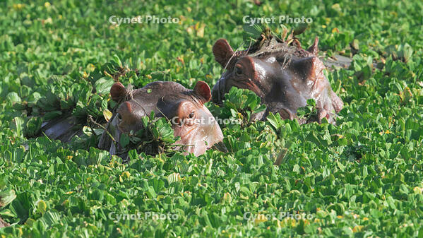 Hippopotamus (Hippopotamus amphibius) in Lake Manyara, Tanzania [AWL110001783]