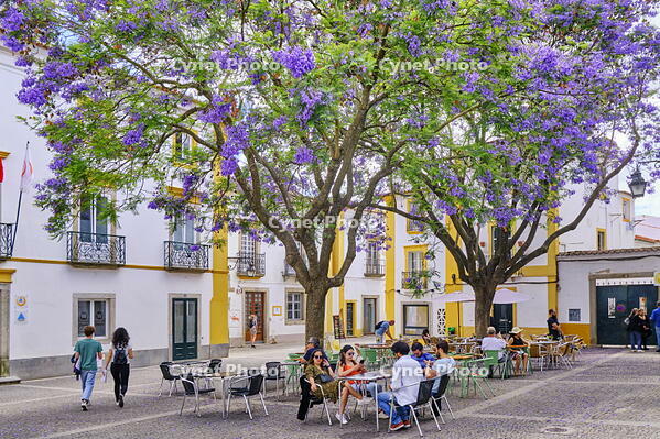 Jacaranda at Evora, Alentejo. Portugal [AWL110001962]