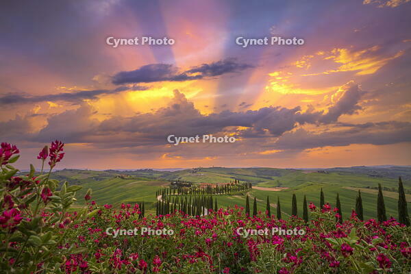 Winding road on the rolling hills of Tuscany near Asciano in Siena district, Italy [AWL110002093]