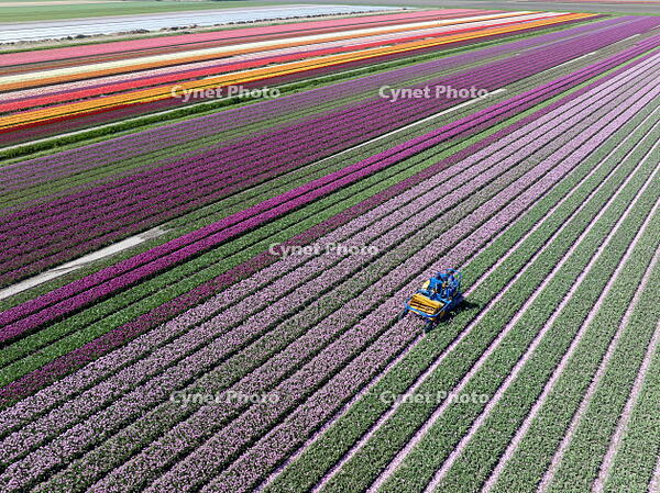 An aerial view a machine harvesting tulips, North Holland, Netherlands [AWL110002100]