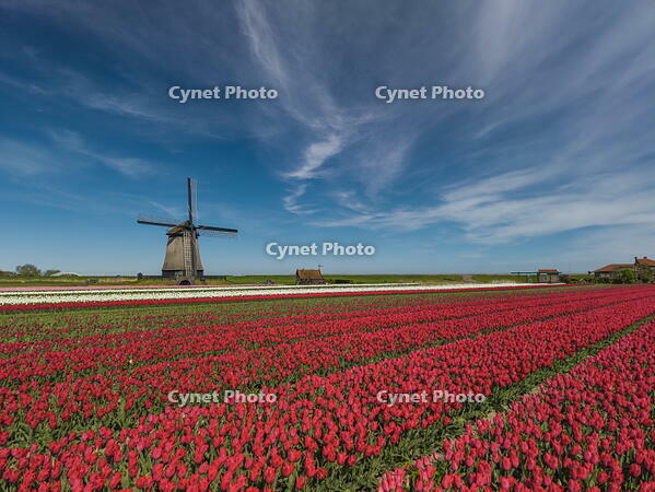 Windmill and Field of Tulips,  Holland, Netherlands [AWL110002102]