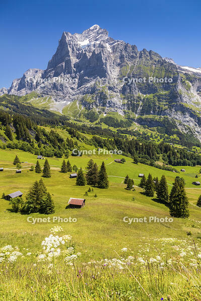 Wetterhorn from above Grindelwald, Canton of Bern, Switzerland. [AWL110002142]
