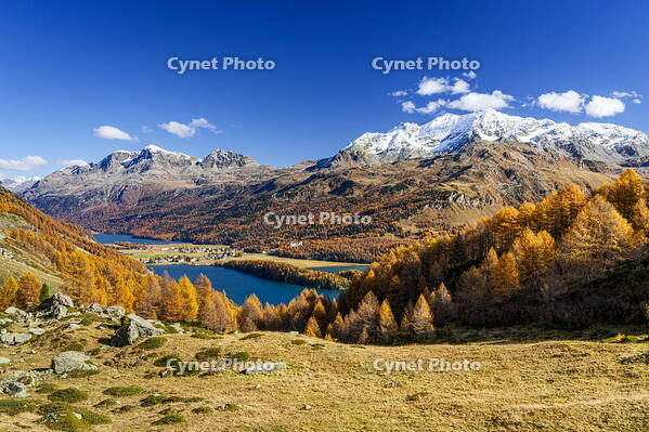 Golden larch trees on mountain ridge above Lake Sils, Maloja Region, Engadin, Graubunden, Switzerland [AWL110002165]