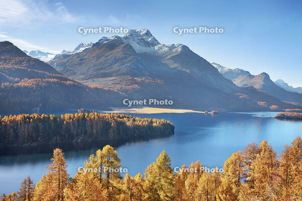 Larch forest at Silser See - Switzerland, Graubunden, Engadin, Silsersee, Sils - Alps, Rhaetian Alps, Albula Alps [AWL110002184]