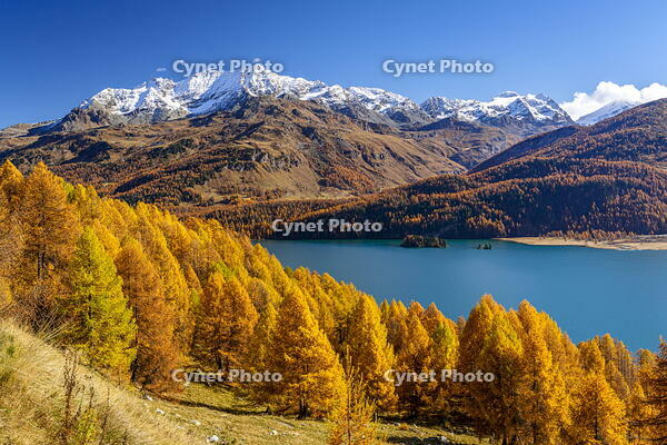 Colorful larch forest, Lake Sils, Maloja Region, Engadin, Graubunden, Switzerland [AWL110002194]