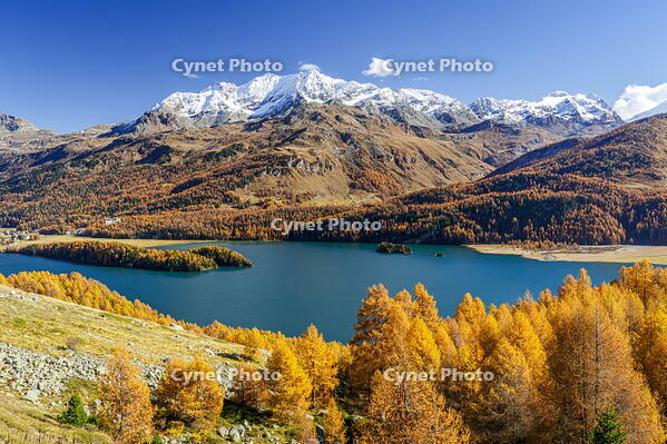 Autumn colors at Lake Sils, Maloja Region, Engadin, Graubunden, Switzerland [AWL110002195]