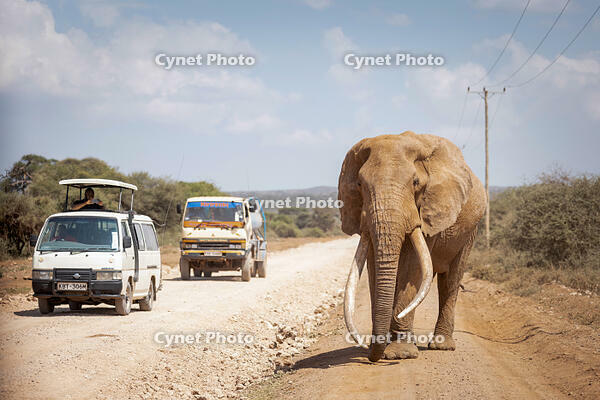 Elephant Tusker, Amboseli Region, Kenya [AWL110002247]