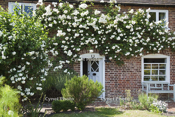 England, Kent, Wickhambreaux. A pretty rose-clad cottage in the village of Wickhambreaux. [AWL110002551]