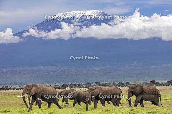 Kenya, Amboseli, Kajiado County.  A herd of elephants crosses open plains with snow-capped Mount Kilimanjaro in the background. [AWL110002559]