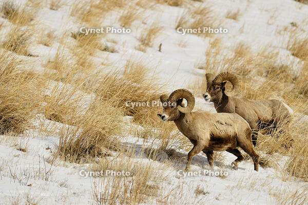 Bighorn sheep (Ovis Canadensis) Rams feeding in winter range (Lamar Valley), Yellowstone NP, Wyoming, USA [AWL110002560]