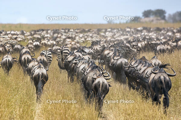 Tanzania, Northern Tanzania, Serengeti National Park. During their annual migration, large herds of wildebeest and zebra crisscross the vast plains of the Serengeti. [AWL110002585]